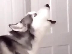 Furry Gay XXX 4
